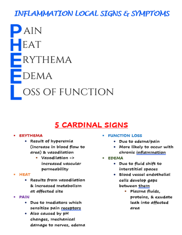 Immune System Nursing Notes Bundle