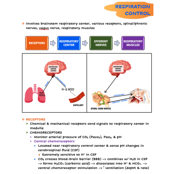 Respiratory System Nursing Notes